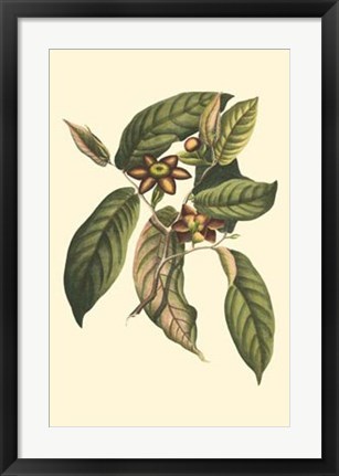 Framed Flourishing Foliage IV Print