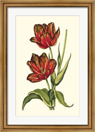 Framed Vintage Tulips V Print