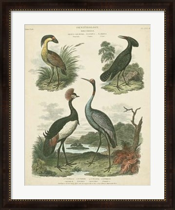 Framed Heron &amp; Crane Species II Print