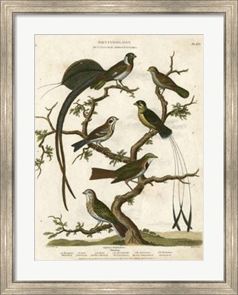 Framed Ornithology I Print