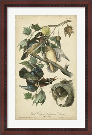 Framed Audubon Wood Duck Print