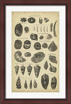 Framed Study of Shells II Print