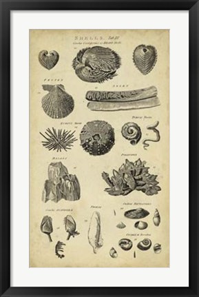 Framed Study of Shells IV Print