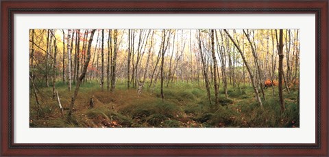 Framed Birch Forest Panorama Print