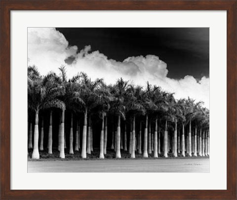 Framed White Palms, Costa Rica Print