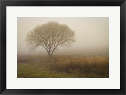 Framed Tree in Field Print