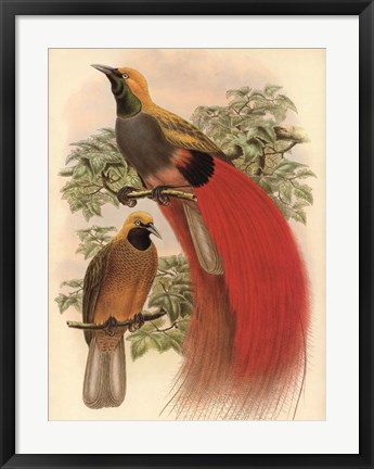 Framed Scarlet Bird of Paradise Print