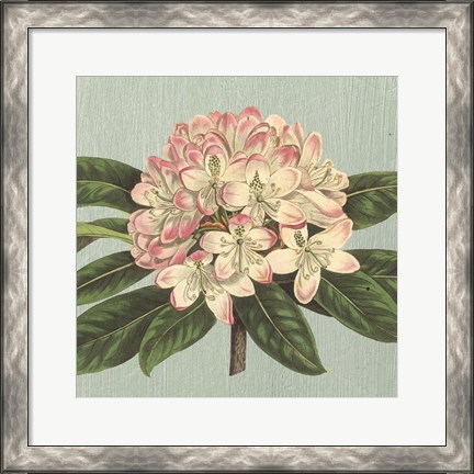 Framed Rhododendron Print