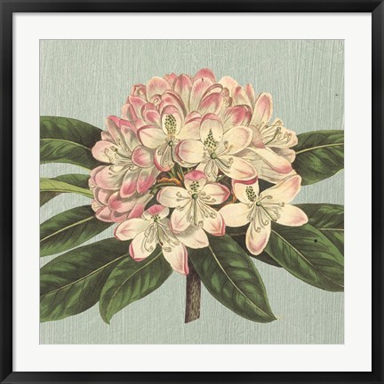 Framed Rhododendron Print
