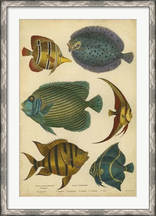 Framed Non-Emb. Goldsmith&#39;s Spinous Fishes Print