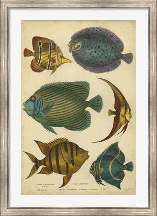 Framed Non-Emb. Goldsmith&#39;s Spinous Fishes Print
