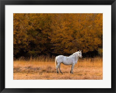 Framed White Horse Print