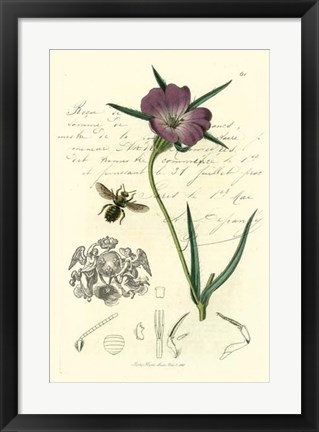 Framed Naturalist&#39;s Montage IV Print