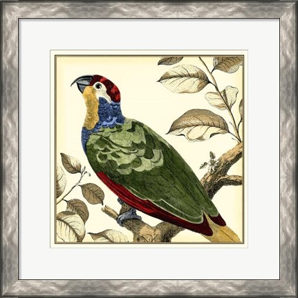 Framed Tropical Parrot II Print