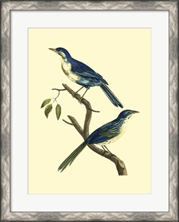 Framed Vintage Bird Pair II Print