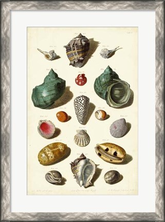 Framed Shells, Tab. V Print