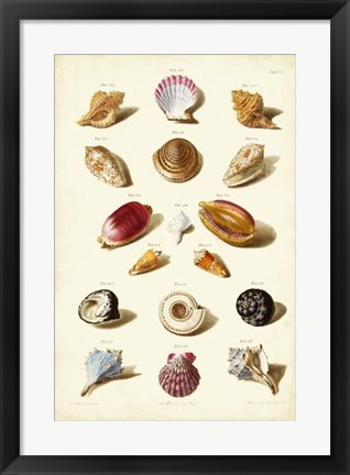 Framed Shells, Tab. VI Print