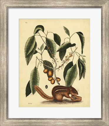 Framed Ground Squirrel, Pl. T75 Print
