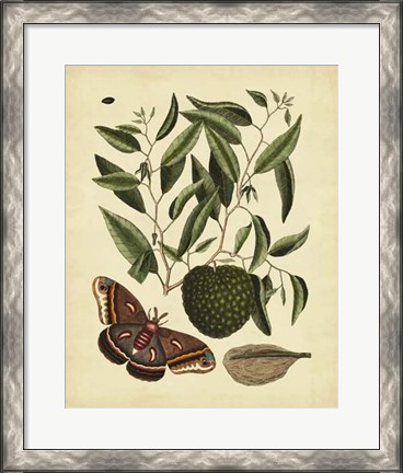 Framed Moth, Pl. T86 Print