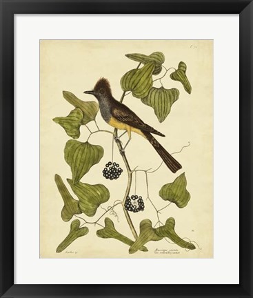Framed Crest. Fly-Catcher, Pl. T52 Print