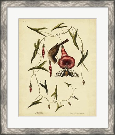 Framed Little Sparrow, Pl. T35 Print