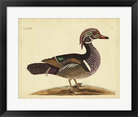 Framed Summer Duck, Pl. T97 Print