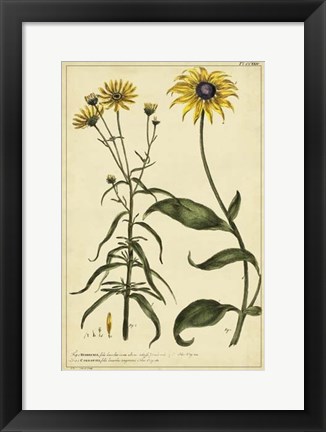 Framed Rudbeckia and Coreopsis, Pl. CCXXIV Print