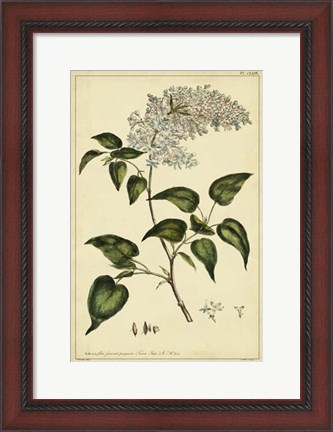 Framed Lilac, Pl. CLXIII Print