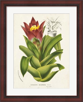 Framed Tropical Bromeliad II Print