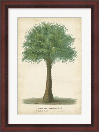Framed Palm of the Tropics I Print