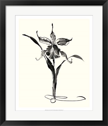 Framed Studies in Ink - Cattleya Print