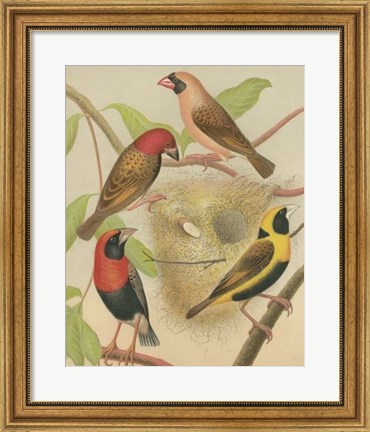 Framed Birdwatcher&#39;s Delight II Print