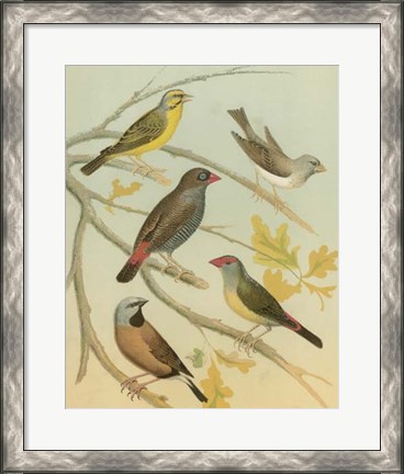 Framed Birdwatcher&#39;s Delight IV Print