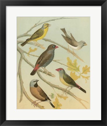 Framed Birdwatcher&#39;s Delight IV Print