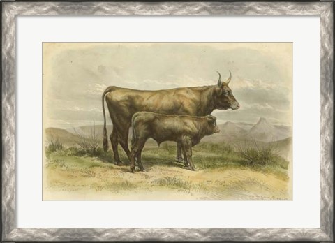 Framed Vache De Salers Print