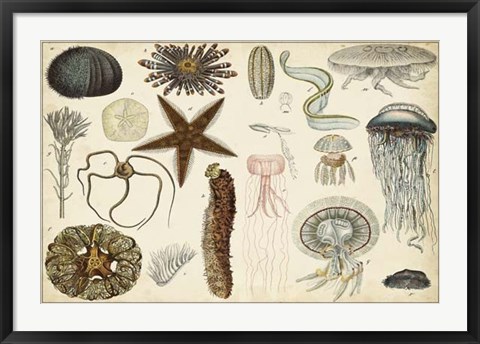 Framed Antique Sealife Chart Print