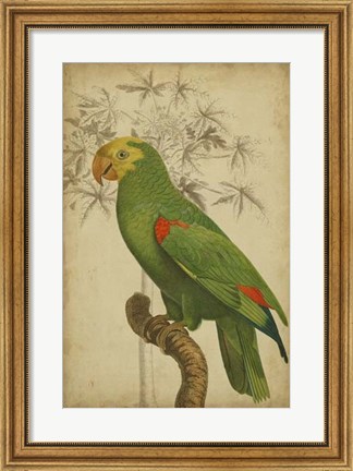 Framed Parrot and Palm III Print