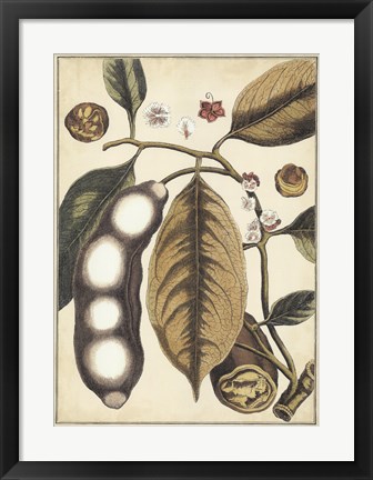 Framed Ivory Botanical Study V Print
