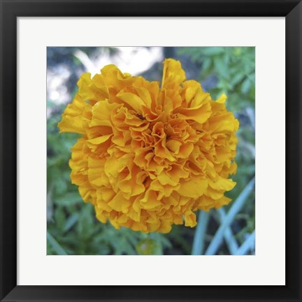 Framed Marigold II Print