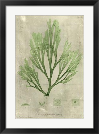 Framed Emerald Seaweed II Print