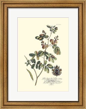 Framed Royal Botanical IV Print