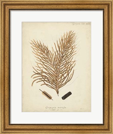 Framed Coral Collection III Print