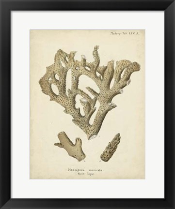 Framed Coral Collection IV Print