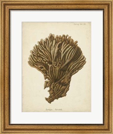 Framed Coral Collection VI Print