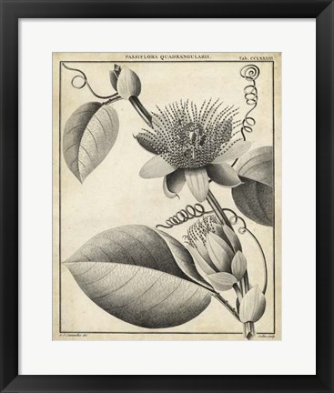 Framed Passiflora IV Print