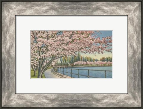 Framed Cherry Blossoms, Potomac Park Print
