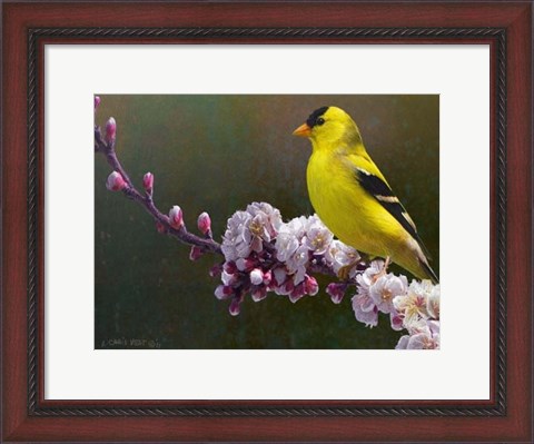 Framed Goldfinch Flowers Print