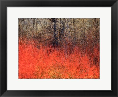 Framed Red Grass II Print