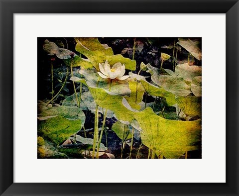 Framed Lily Ponds II Print