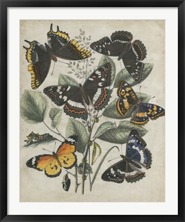 Framed Butterfly Haven II Print